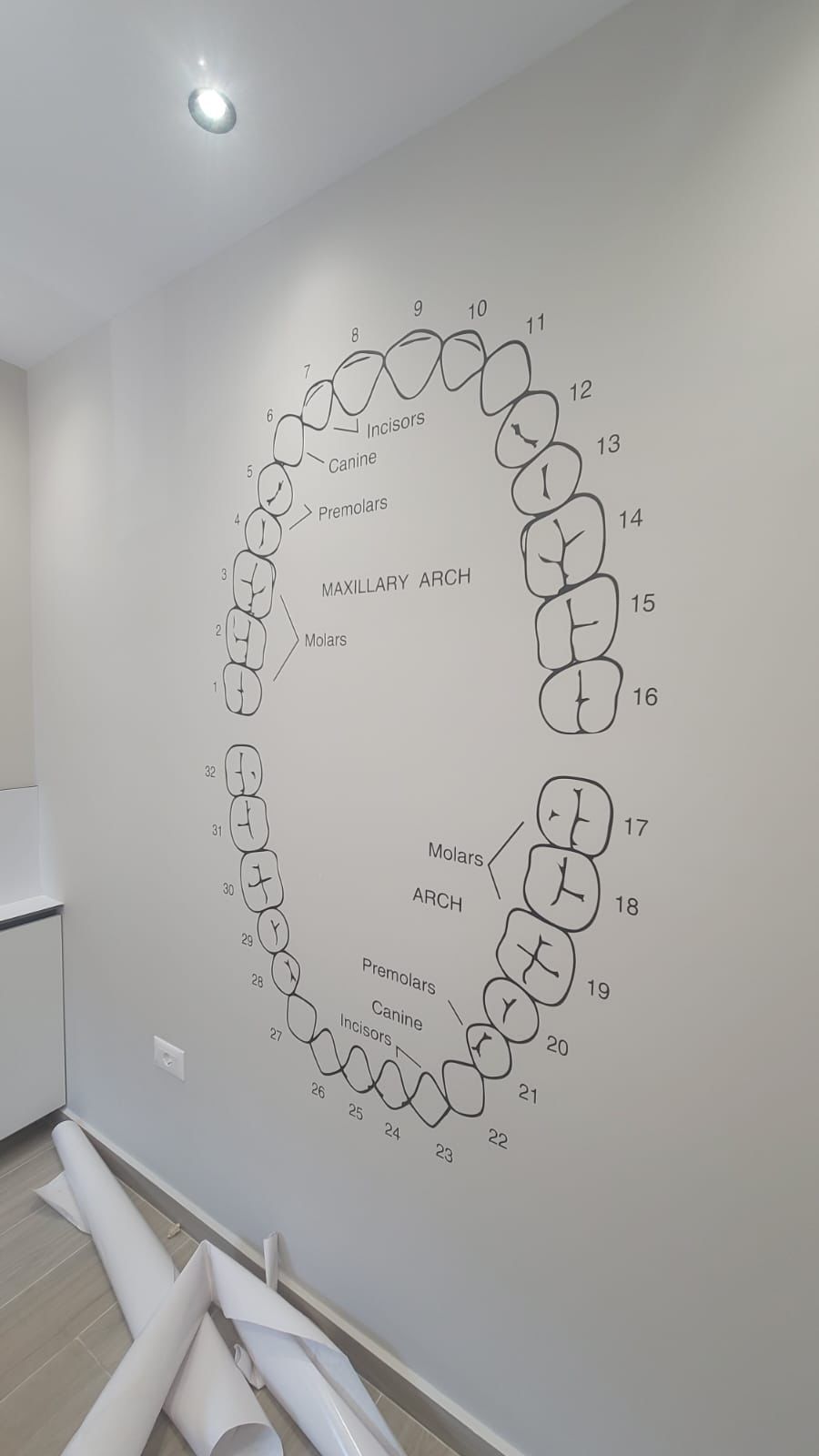 Cut-vinyl dental chart freshly applied to a clinic wall